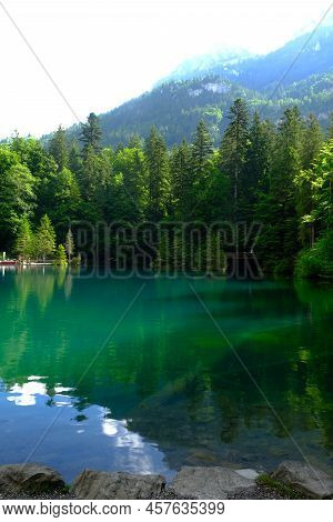 Selective Focus Picture Of Trees At Blausee Lake With Nature View And Mountain Insight. Famous Attra