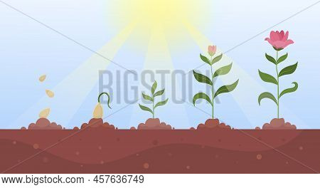Stages Of Sowing. Flower Grows Over Time, Turning Sprout Into Full Fledged Plant. Spring Or Summer S