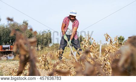 Farmer Using Hoe For Picking Potatoes In Agricultural Field. Agricultural Farm.