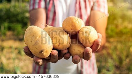 Organic Vegetables. Fresh Potatoes In The Hands Of Male Farmer. Harvest In Field