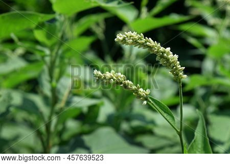 Medicinal Polygonum Plant In Nature. It's Scientific Name Persicaria Lapathifolia, Polygonaceae. Ayu