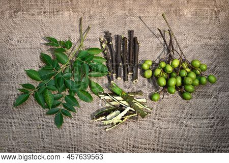Neem Fruits And Leaf For Ayurvedic Medicinal Herbs. The Fruits, Leaves, And Branches Of The Neem Tre