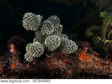 Oxycorynia Fascicularis Also Known As Stalked Green Ascidian Boracay Island Philippines