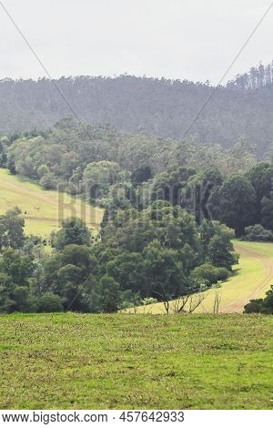 Lush Green Pine Forest And Rolling Meadows From 9th Mile View Point Near Ooty Hill Station, Located 