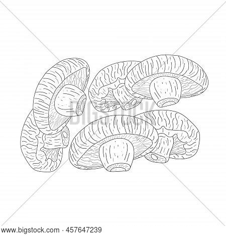Mushrooms, Autumn, Forest, And Harvest Hand Drawing, Mushroom Black Line Art