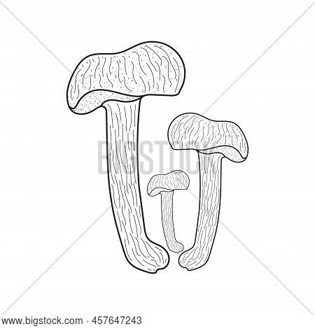 Mushrooms, Autumn, Forest, And Harvest Hand Drawing. Modern Black Line Graphic Draw Design Illustrat