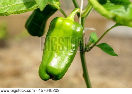 Green Bell Pepper Plant In Greenhouse, Ready To Harvest, Close-up View. Selective Focus
