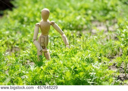 Carrot Growing, Harvest Concept. The Concept Of Rural Life And Homemade Vegetables.