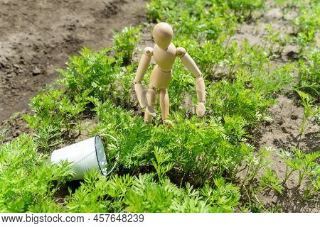 Green Organic Carrots Growing In The Garden On A Vegetable Farm. Healthy Food In Your Own Kitchen Ga