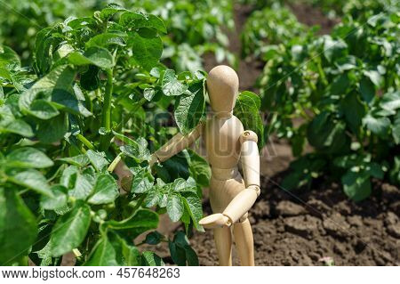 Green Organic Potato Growing In The Garden On A Vegetable Farm. Healthy Food In Your Own Kitchen Gar