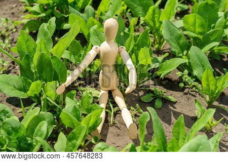 Rows Of Green Spinach On A Field. Young Leaves Leaf Leaf Green In Rows, Agriculture.