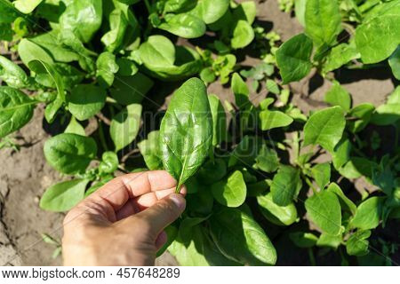 Rows Of Green Spinach On A Field. Young Leaves Leaf Leaf Green In Rows, Agriculture. Selective Focus