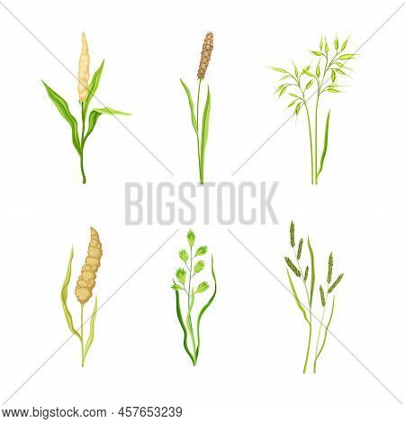 Set Of Cereal Plants. Ripe Spikelets Of Organic Crops Vector Illustration