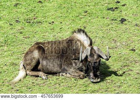 Black Wildebeest (connochaetes Gnou) Known As White-tailed Gnu - Mountain Zebra National Park, South