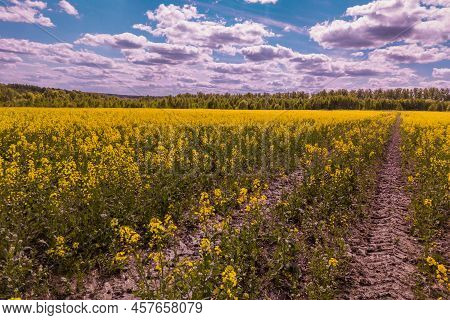 Blooming Yellow Rapseed Canola Field With Tractor Gauge And Blue Sky With White Clouds, Cellphone Ph