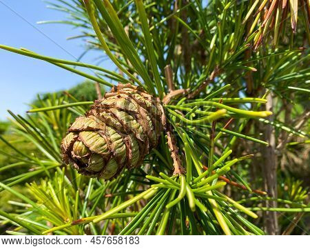 Rare Endangered Plant - Sciadopitys Verticillata - Umbrella Pine With Cone.