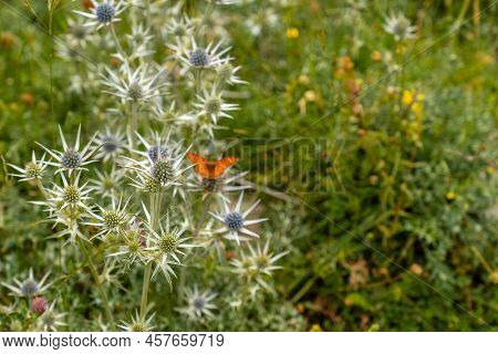 Mountain Flowers In The Ripera Valley In The Town Of Panticosa In The Pyrenees. Huesca