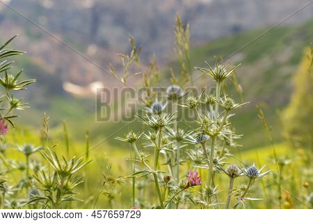 Mountain Flowers In The Ripera Valley In The Town Of Panticosa In The Pyrenees. Huesca