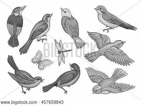 Set Of Birds: Sparrow, Finches, Butterflies, Dragonflies. Clip Art, Set Of Elements For Design Hand 