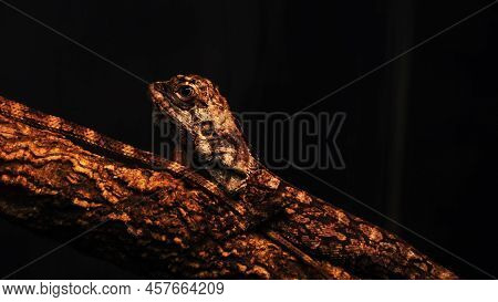 Urosaurus Ornatus, Commonly Known As The Ornate Tree Lizard, Is A Species Of Lizard In The Family Ph