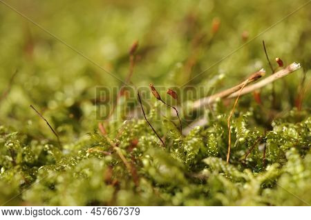 Green Moss With Tiny Flower Buds Macro