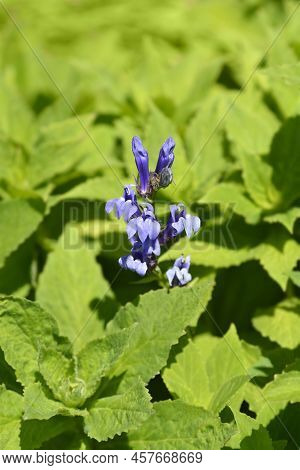 Great Blue Lobelia Flower In The Garden