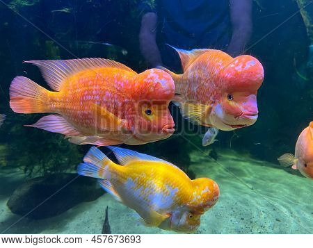 Red And Yellow Midas Cichlids Swim In The Aquarium