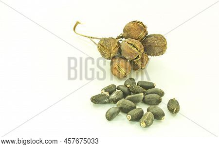 Jatropha Is A Plant That Provides Seed Oil And Is Currently Extracted From Jatropha Oil To Replace R