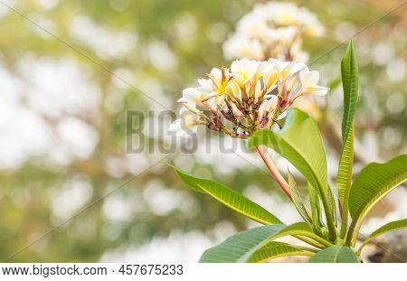 Champa Flower A Blossoming In The Garden