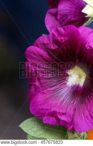 Macro Photo Of  Purple Hollyhock