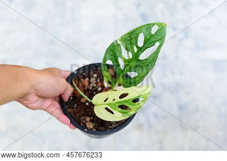 Monstera Adansonii Albo  Variegated Giant In Pot