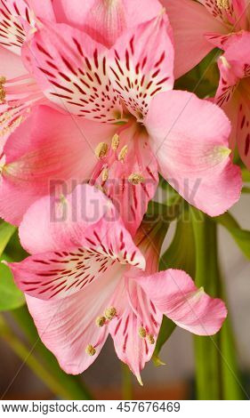Flower Peruvian Lily Alstroemeria (latin Alstroemeria)
