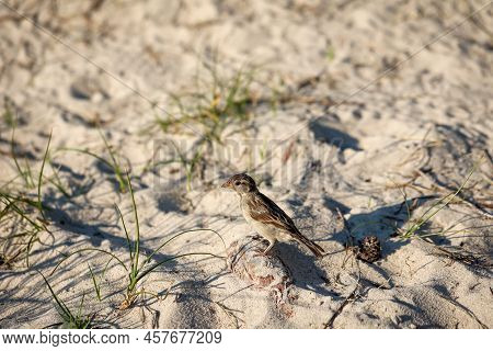 A Desert Bullfinch Or Desert Trumpeter, Bucanetes Githagineus Feeding On A Plant.