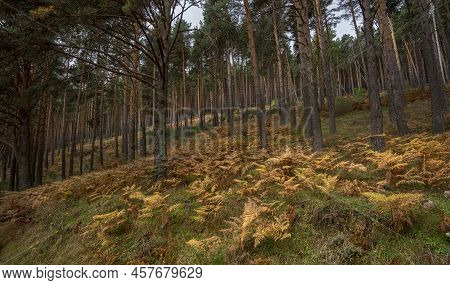 Forest Of Scots Pine Tree, Pinus Sylvestris. Photo Taken In The Hueco De San Blas Valley, A Very Pop