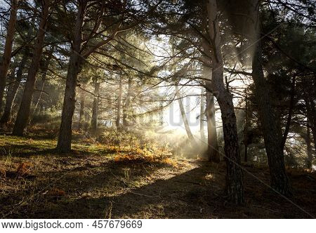 Scots Pine Forest In Fuenfria Valley, Municipality Of Cercedilla, Province Of Madrid, Spain