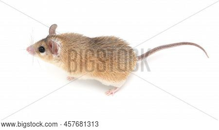 Small Cute Spiny Mouse On White Background