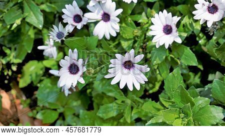 Closeup Of Beautiful White Flowers Of Dimorphotheca Pluvialis Also Known As Cape Rain Daisy, Marigol