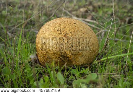 Mature Spiney Puffball Mushroom Or Lycoperdon Perlatum. Closeup