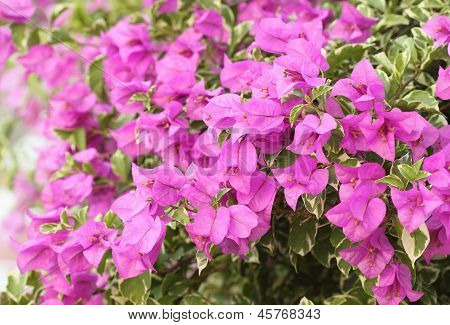 Pink Bougainvillaea Is Blooming