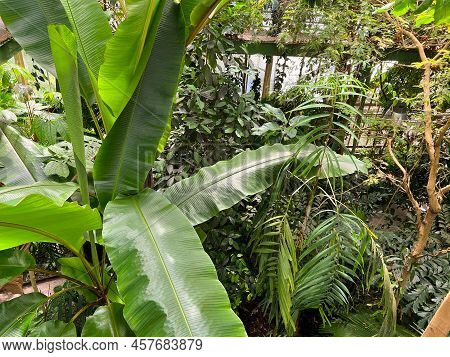 Beautiful Banana Leaf Plant Growing In Greenhouse