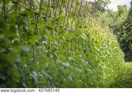 Row Of Beanstalks Growing In The Garden. Close-up.