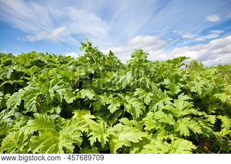 Sosnowsky's Hogweed. Heracleum Sosnowskyi. Large Green Leaves Of Hogweed On A Sunny Day. Hogweed Bus