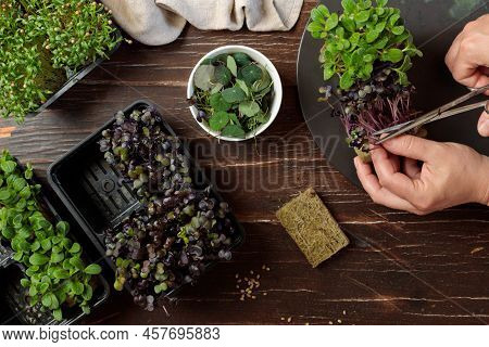 Growing Microgreens For A Healthy Diet. Hands Cut Off A Microselen Of Red Mustard, Pie-chok. Top Vie