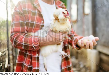 Farmer Collecting Fresh Organic Eggs On Chicken Farm. Floor Cage Free Chickens Is Trend Of Modern Po