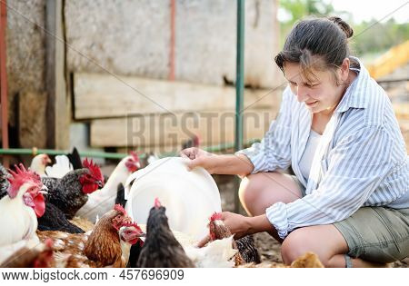 Female Farmer Feeding Chickens From Bio Organic Food In The Farm Chicken Coop. Floor Cage Free Chick