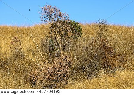 Dying Trees On A Parched Landscape During A Prolonged Drought Caused From Climate Change Taken At Ar