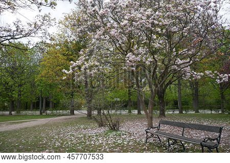 Park Bench And Blooming Trees Around Everywhere