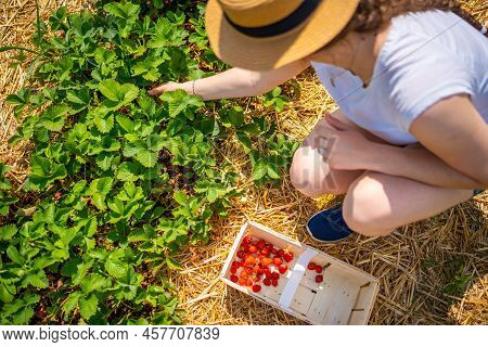 Young Woman Picking Strawberries In Self-picking Plantation In Czech Republic