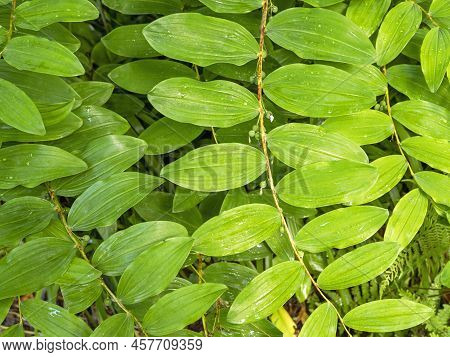Green Leaves Of Solomons Seal, Polygonatum Multiflorum