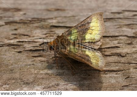 Closeup On A Colorful Green Metallic Burnished Brass Moth, Diachrysia Chrysitis With Open Wings In T